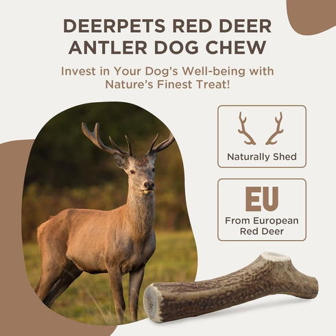 Premium Red Deer Antler Dog Chew, 4-8 inch Naturally Shed Antlers for Dogs, Aggressive Chewers & Puppies, No Messy No Oder Healthy Treat! - 1 Count (Medium)…