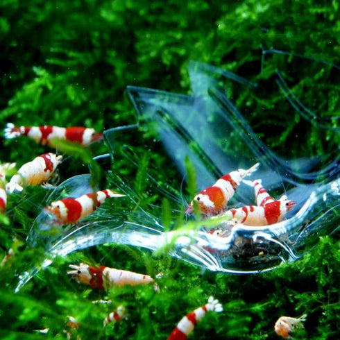 Shrimp Feeding Dish, Leaf Shaped Bowl
