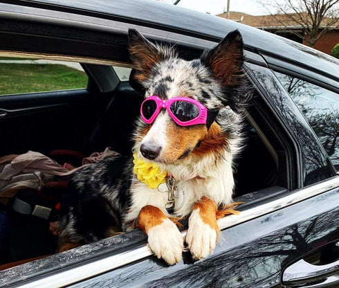 Petleso Dog Goggles for Medium Breed, Eye Protection Sunglasses, Windproof Anti-UV, Pink