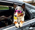 Petleso Dog Goggles for Medium Breed, Eye Protection Sunglasses, Windproof Anti-UV, Pink