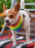 ThisWear Pride Dog Accessories Rainbow Dog Clothes, Pride Flag Scarf for Smaller Dogs