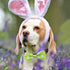 PET SHOW 10pcs Easter Day Small Dog Bow Ties for Medium Dogs, Detachable Bowties with Elastic Bands for Collars