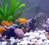 Green Aquarium Gravel for Fish Tank, Rocks for Aquarium Substrate, Pebbles for Plants, 3 Pounds