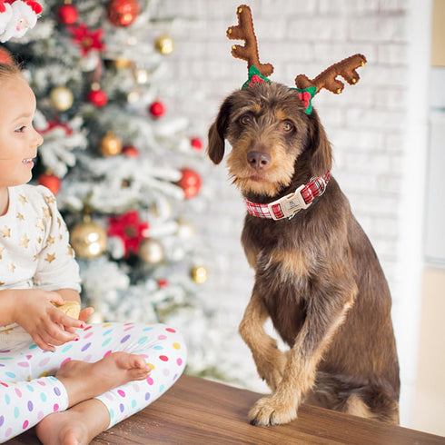 Lionheart Glory Christmas Plaid Dog Collar, Adjustable Soft Pet Gift, Red for Small Medium Large Dogs