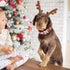 Lionheart Glory Christmas Plaid Dog Collar, Adjustable Soft Pet Gift, Red for Small Medium Large Dogs