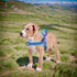 Didog Soft Flannel Padded Dog Vest Harness, No Pull Reflective Strap for Training Walking (XS:Chest 15-18")