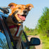 Pawtitas Blue Dog Seat Belt | Adjustable Pet Safety Seat Belt for Small to Large Dogs | Exceeds Safety Standards