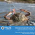 30FT/9.14M 4OZ 3PCS/6PCS Crab Throw Line Length with Lead Weight Crab Trap Line Kit