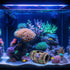 GSD Star-Fish Broken Barrel Decor, Resin Betta Fish Tank Accessories, Includes 1 Broken Barrel & 2 Star Fish