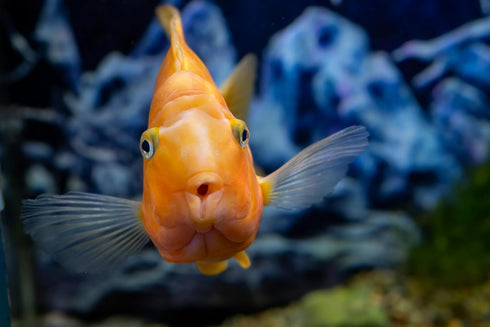 S&C AQUATICS (32oz 2 LBS) A8 MINI Beefheart & Soft BIT Mix,Beef Heart,Discus Food,Angel Fish Food,Cichlids