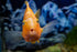 S&C AQUATICS (32oz 2 LBS) A8 MINI Beefheart & Soft BIT Mix,Beef Heart,Discus Food,Angel Fish Food,Cichlids