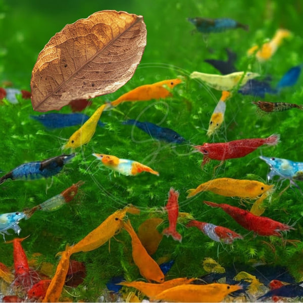 Swimming Creatures Freshwater Aquarium Shrimp - A Perfect Combo to Brighten Your