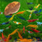 Swimming Creatures Freshwater Aquarium Shrimp - A Perfect Combo to Brighten Your