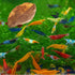 Swimming Creatures Freshwater Aquarium Shrimp - A Perfect Combo to Brighten Your