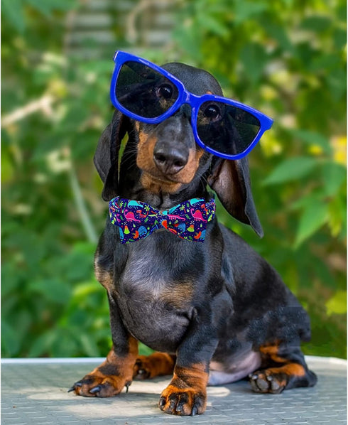Lionheart Glory Dog Collar, Blue Bow Collar for Boy Dogs, Adjustable Dinosaur Bowtie Collar for Small Dogs Pet Gift