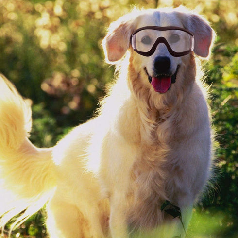 Pet Goggles - Eye Protective Glasses for Medium or Large Dog, Anti-UV, Windproof, Waterproof (Transparent)