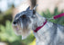 LupinePet Eco 3/4" Berry Adjustable Collar for Medium and Larger Dogs, 13-22"