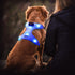 Flashseen LED Dog Harness - Lighted USB Rechargeable Pet Harness for Small, Medium, Large Dogs (Blue, L)