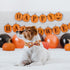 Elegant Little Tail Dog Collar, Fall Pumpkin Holiday Pet Collar, Adjustable Halloween Bow Collar for Large Dogs