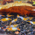 (Packs 8 Orange Rili Shrimp of Shrimp) - Live Fish for Aquarium Exotic Freshwater Live Shrimp