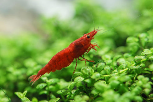 Swimming 100% (10 3 Creatures Premium Grade Neocaridina Shrimps with Assorted Mystery Snails, Freshwater Aquarium, Live
