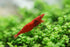 Swimming 100% (10 3 Creatures Premium Grade Neocaridina Shrimps with Assorted Mystery Snails, Freshwater Aquarium, Live