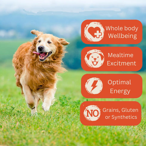 HEREFORD FARMS 100% 11oz. (12 Pack) Salmon Wet Dog Food (Exclusive of Water), All Natural Protein-Rich Mixer and Topper