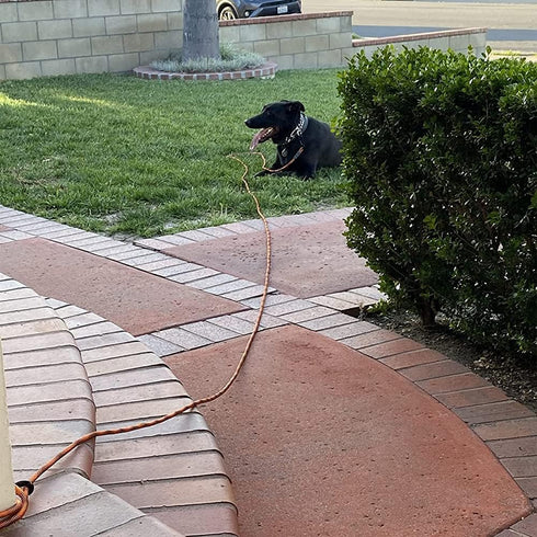 BTINESFUL Tie-Out Check Cord Long Rope Dog Leash, 8ft 12ft 20ft 30ft 50ft for Large Medium Small Dogs