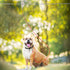 Dog Tie Out Runner for Yard, Heavy Duty Trolley System for Large Dogs, 120ft Cable Lead with 10ft Pulley for Dogs Up to