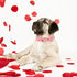 Maca Bates Valentines Dog Collar, Comfortable Soft Heart Collar with Metal Buckle, Adjustable for Small Medium Large Dog