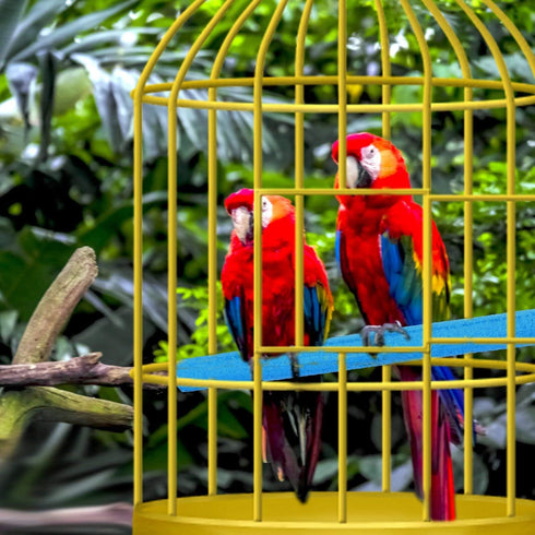 Bird Perchs 4-Piece Set, Natural Colorful Wood Perch Platform, Paw Grinding Stick, Bird Cage Accessories for Parakeets