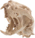 Amosfun Halloween Animal Skeleton - Scary Resin Cat Skull Model for Aquarium Fish Tank Decoration