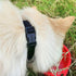 Classic Nylon Webbing Adjustable Dog Collars | Soft 3/4 Inch Wide with Quick Release Buckle for Medium Dogs (Black)