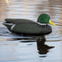 Realistic Mallard Duck Models as Decoys and Ornaments Loved by Hunting Enthusiasts
