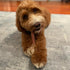 Pawstruck All-Natural 7" Bully Sticks for Dogs - Long Lasting, Rawhide Free, Low Odor & Grain Free Dental Chew