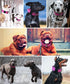 Dog Collar for Large Dogs - 2 Hot Pink Collars with Handle for Extra Large Breeds, Heavy Duty K9 Nylon Tactical Collar