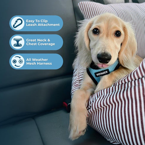 Voyager Step-In Air Dog Harness, All Weather Mesh, Reflective, No Pull for Small, Medium Dogs, Baby Blue/Black Trim
