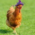 Weewooday 6 Pieces Chicken Hats for Hens Tiny Pets Funny Halloween Accessories Feather Top Hat with Adjustable Elastic