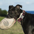 Lionheart glory Dog Collar Rugby Print, Soft Durable Adjustable Handmade Collar for Small Dogs