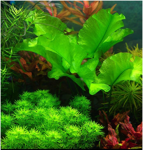 2 LB Freshwater Planted Aquarium Substrate - Aquatic Plant Cultivation Medium