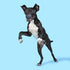 Barkbox Super Chewer Tough Dog Chew Toys for Aggressive Chewers, Treat Dispensing (Comet-Large)