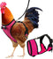 Chicken Harness Hen Size with 6ft Matching Leash, Adjustable, Comfortable, Large Size for Chicken Weighing About 6.6