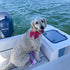 Maca Bates Dog Collar with Rose Red Bow Bowtie - Solid Colors Adjustable Breakaway Girly Pink Collars for Dogs
