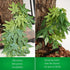 50cm/20in Artificial Fake Plastic Water Grass Plants for Fish Tank Aquarium Decor