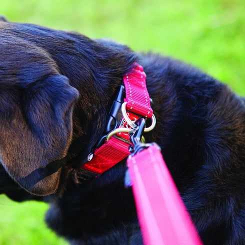 EzyDog Double Up Dog Collar, Large, Green Camo, Nylon with Reflective Trim and ID Attachment