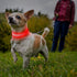 Illumifun Light Up Collar for Small Dogs, USB Rechargeable LED Dog Collar Glow in The Dark, Adjustable Cat Collar Light
