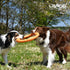 LaRoo Dog Toys for Large Dogs, Floatable Dog Flying Discs Tug Toy, Interactive Tug of War Ring Toy, Funny Fetch