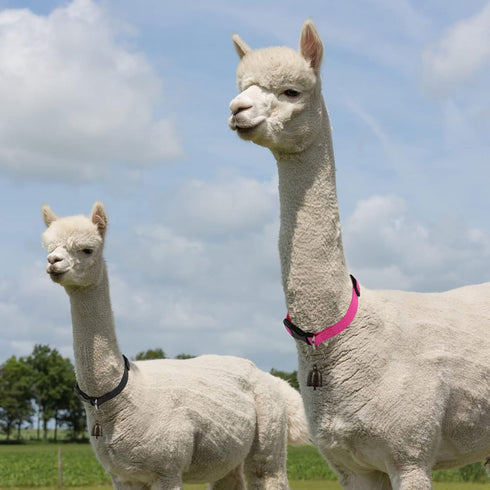 3 Pack Goat Collars with Bell, Adjustable Sheep Collars with Quick Release Buckle, Durable Nylon