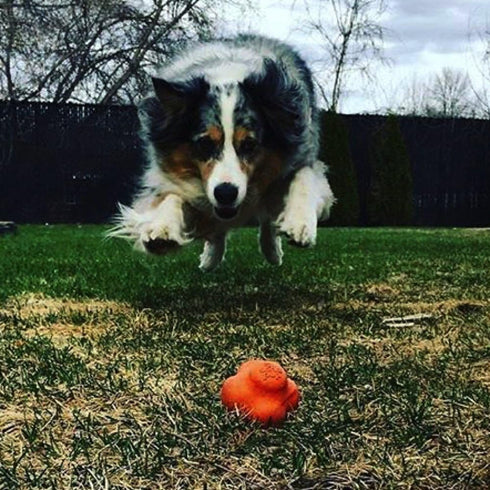 SodaPup Crazy Bounce Durable Dog Ball & Chew Toy Made in USA, Non-Toxic Natural Rubber for Bonding & Exercise