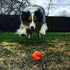 SodaPup Crazy Bounce Durable Dog Ball & Chew Toy Made in USA, Non-Toxic Natural Rubber for Bonding & Exercise